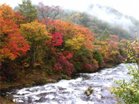 写真：「龍頭の滝」付近　霧と渓流と紅葉のグラデーション