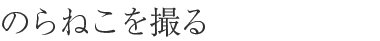 のらねこを撮る