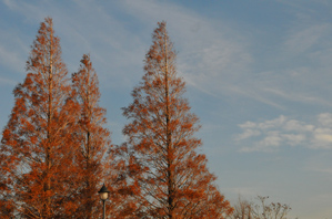 作例１洋風のイメージの紅葉する木