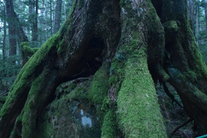 作例2 ローアングルで背景に木立を入れる