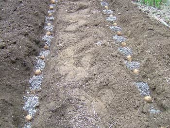 里芋を植え付けた畝