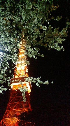 芝公園の夜桜