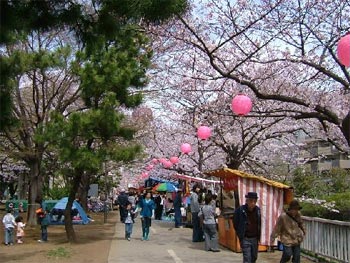 仙台掘り公園の桜