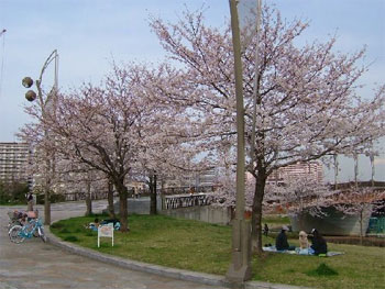 小松川スポーツ公園の桜