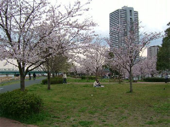 荒川付近の桜
