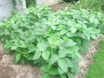 生育環境に適した枝豆
