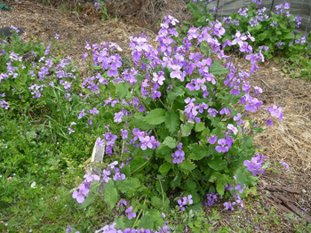 十字花の紫の花