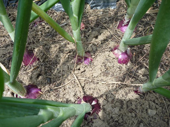 紫玉葱