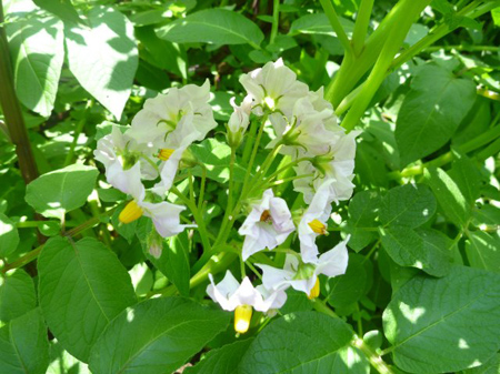 馬鈴薯の花