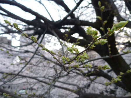 面影橋の桜