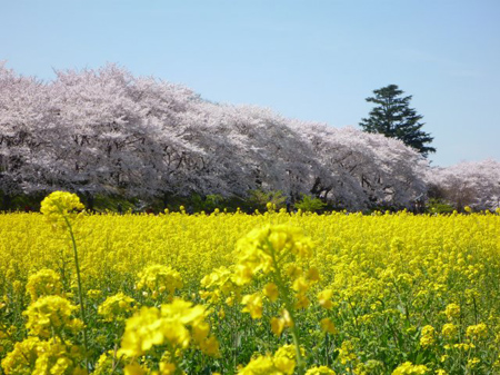 桜の色合を菜の花の黄色が引き立たせている