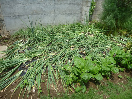玉葱の収穫