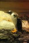 ペンギンが水中から上がったところ