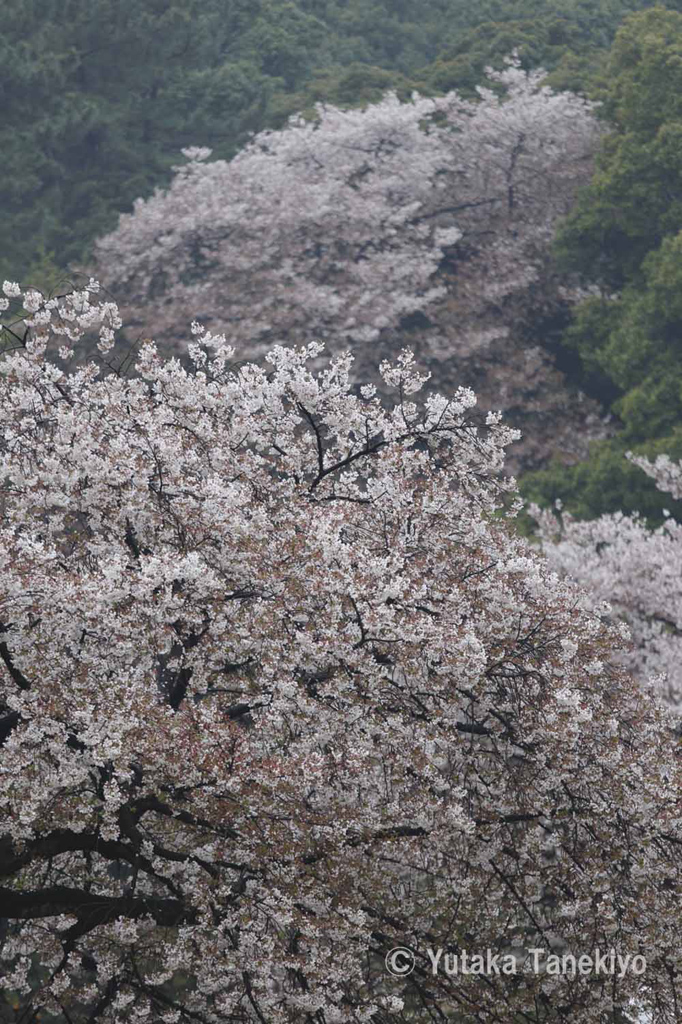小雨の桜3