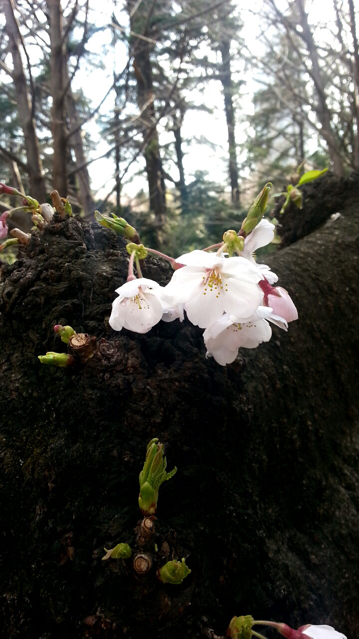 桜が綺麗に撮れました！