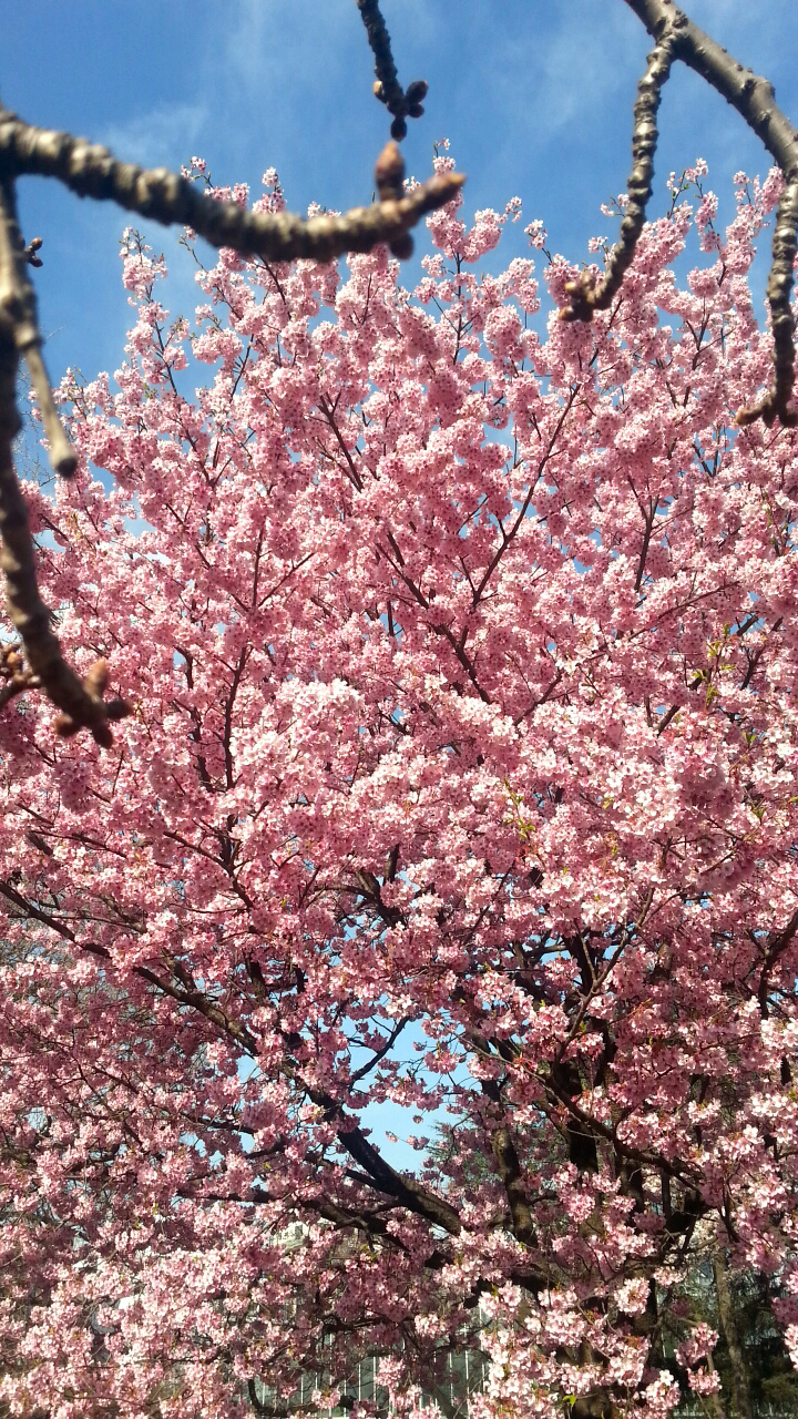 桜が綺麗に撮れました！