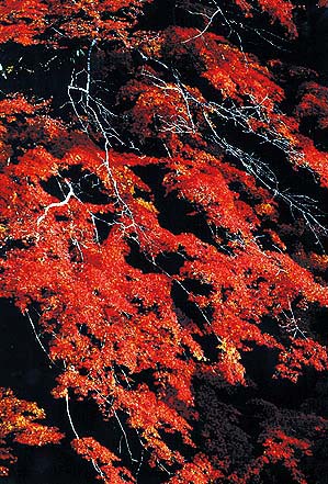 フォトコンテスト フォトコン写真ギャラリー 1997年入賞作品 写真現像 フォトブック カメラ販売 キタムラグループ