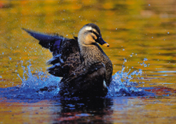 �r���߂����R�i�������́E���؁j�O�����v��