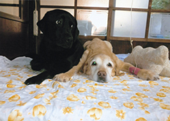 �r���߂����ǂ����Ԃ����O�����v��