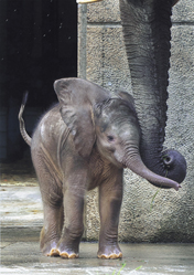 腕だめしペットグランプリ