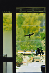 腕だめし自然グランプリ