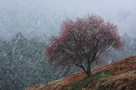 「春雪に耐えて」山口義文（岐阜県）