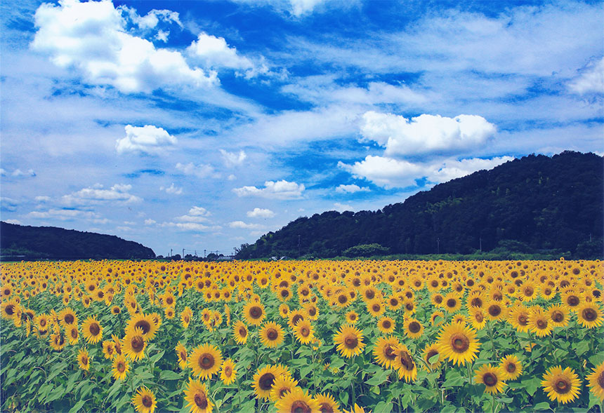 夏の風景コース特選