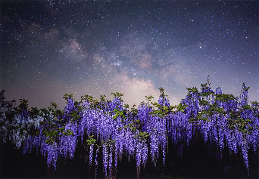 花・植物コース特選