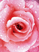 秋山庄太郎氏撮影の花