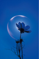 秋山庄太郎氏撮影の花