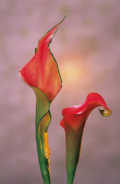 秋山庄太郎氏撮影の花