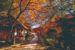１ 秋の風景 紅葉、もみじの絨毯、秋の花、ころ柿 など