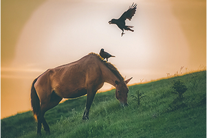 ４ 動物 野鳥、昆虫、水中の生物、動物園 など