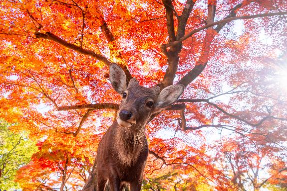 １ 秋の風景 紅葉、もみじの絨毯、秋の花、ころ柿 など