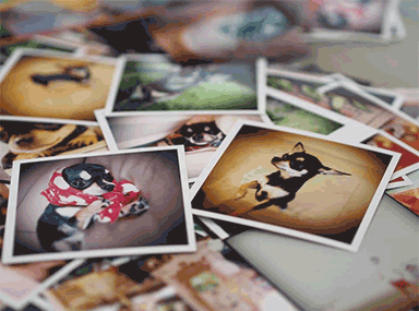 写真の楽しみ方