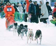 北海道稚内市・ジャパンカップ全国犬ぞり大会