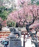 福岡県太宰府市・天満宮曲水の宴