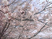 桜前線がいよいよ北上