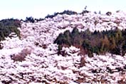 桜前線がいよいよ北上