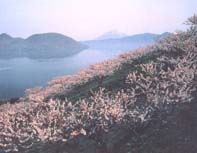 東北・北海道の開花予想