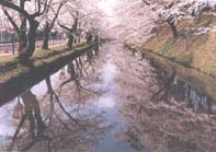 東北・北海道の開花予想