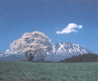 東北・北海道の開花予想