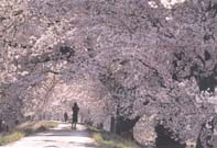 東北・北海道の開花予想