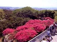 神奈川県横須賀市・帆船フェスタよこすか