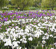 関東各地のあやめ祭り