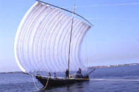 関東各地のあやめ祭り