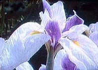 関東各地のあやめ祭り