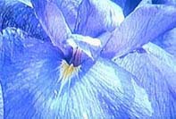 関東各地のあやめ祭り