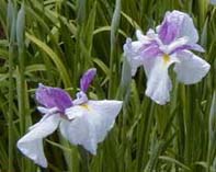 関東各地のあやめ祭り