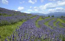 大分県野津原町・ラベンダーまつり